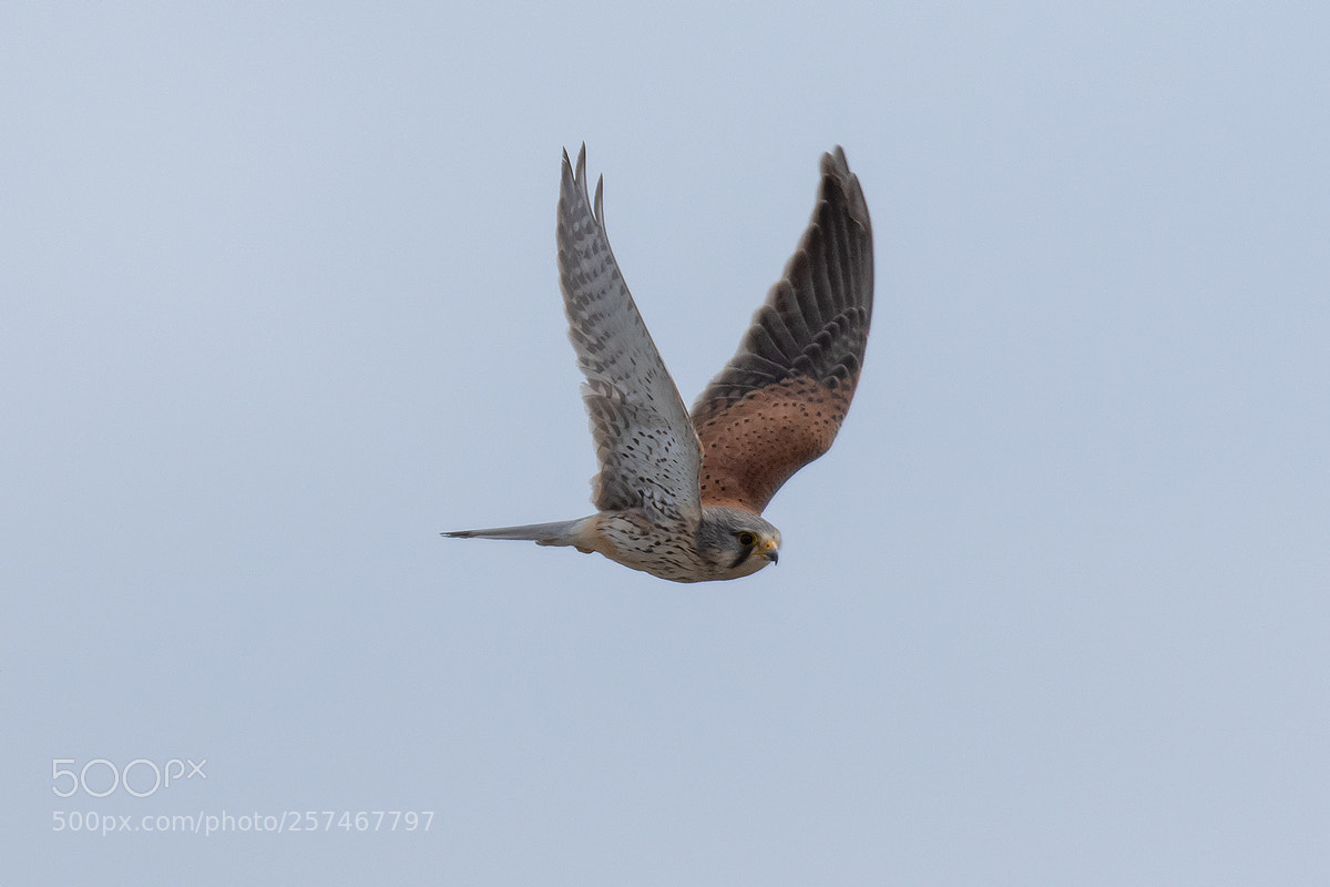 Nikon D500 sample photo. Common kestrel photography