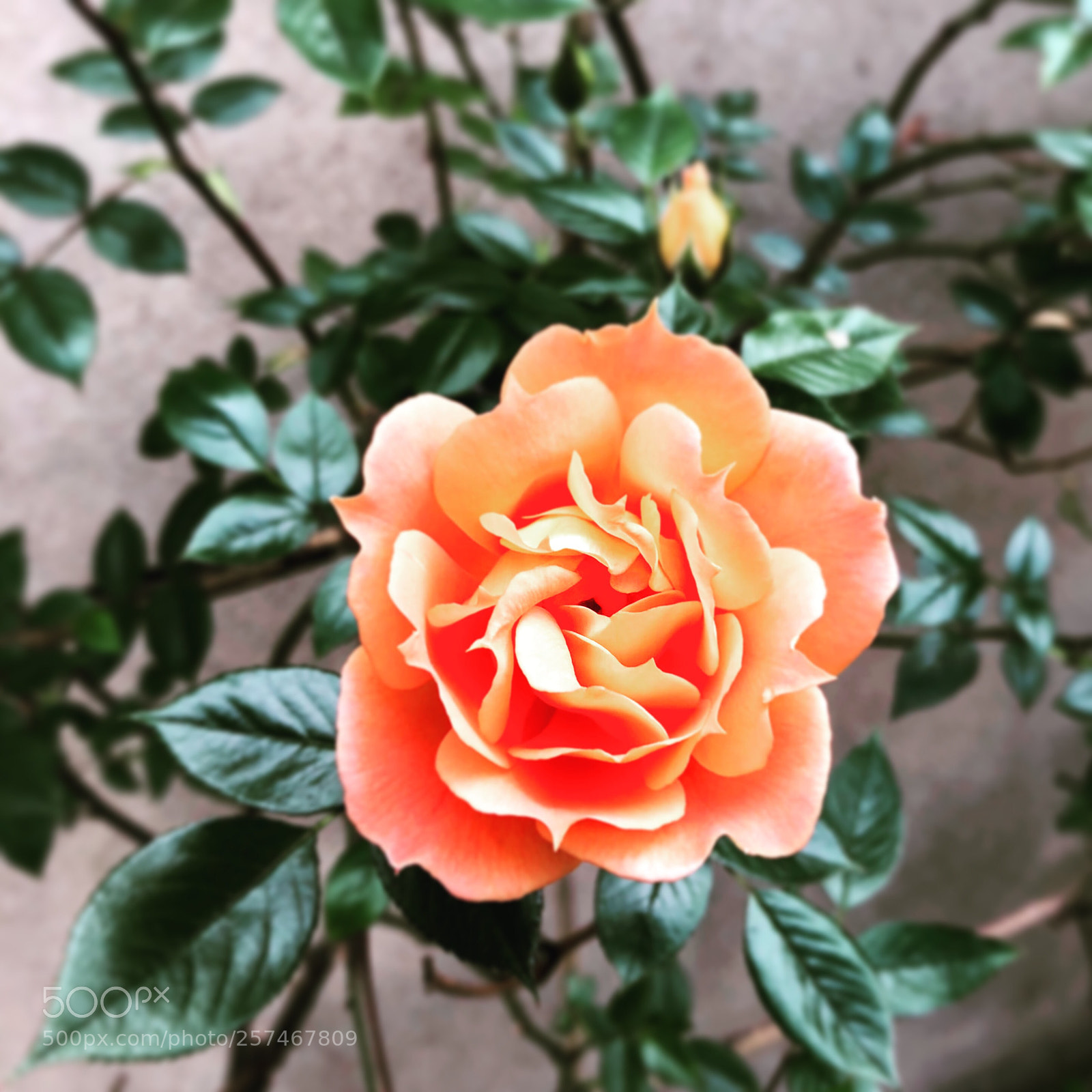 Apple iPhone 8 sample photo. Rose photography