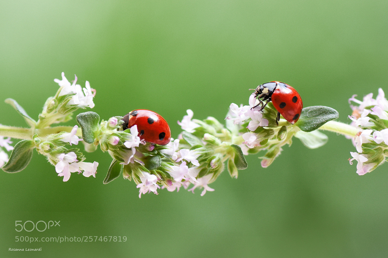 Nikon D7200 sample photo. Together photography
