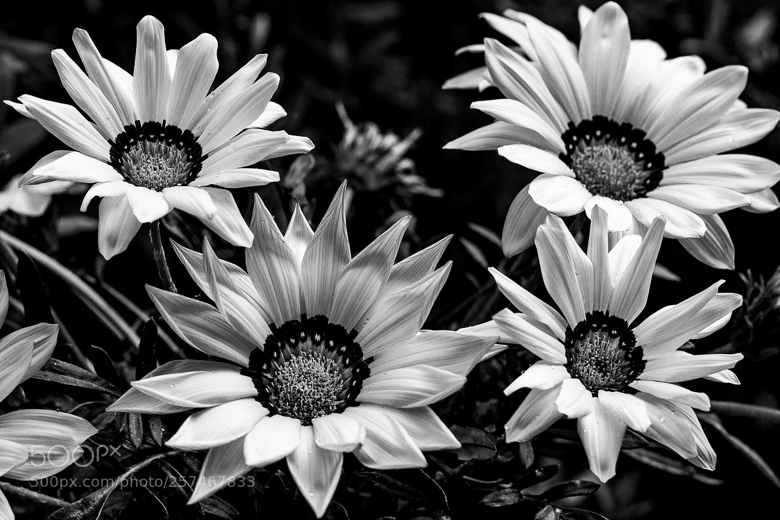 Canon EOS 650D (EOS Rebel T4i / EOS Kiss X6i) sample photo. Margherite b&w photography