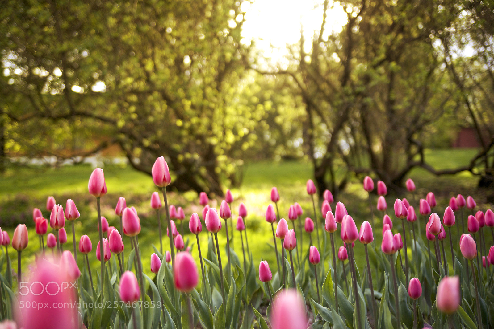 Nikon D610 sample photo. Tulips photography