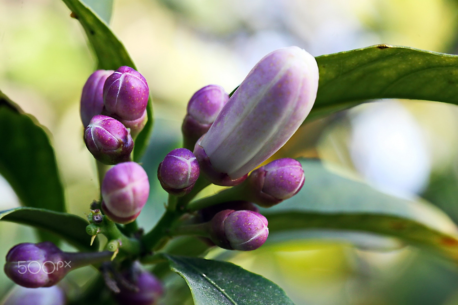 Canon EOS 500D (EOS Rebel T1i / EOS Kiss X3) sample photo. Buds of lemon flower... photography