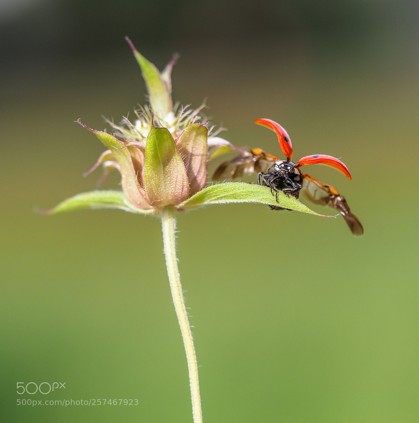 Olympus OM-D E-M1 Mark II sample photo. Ladybug photography