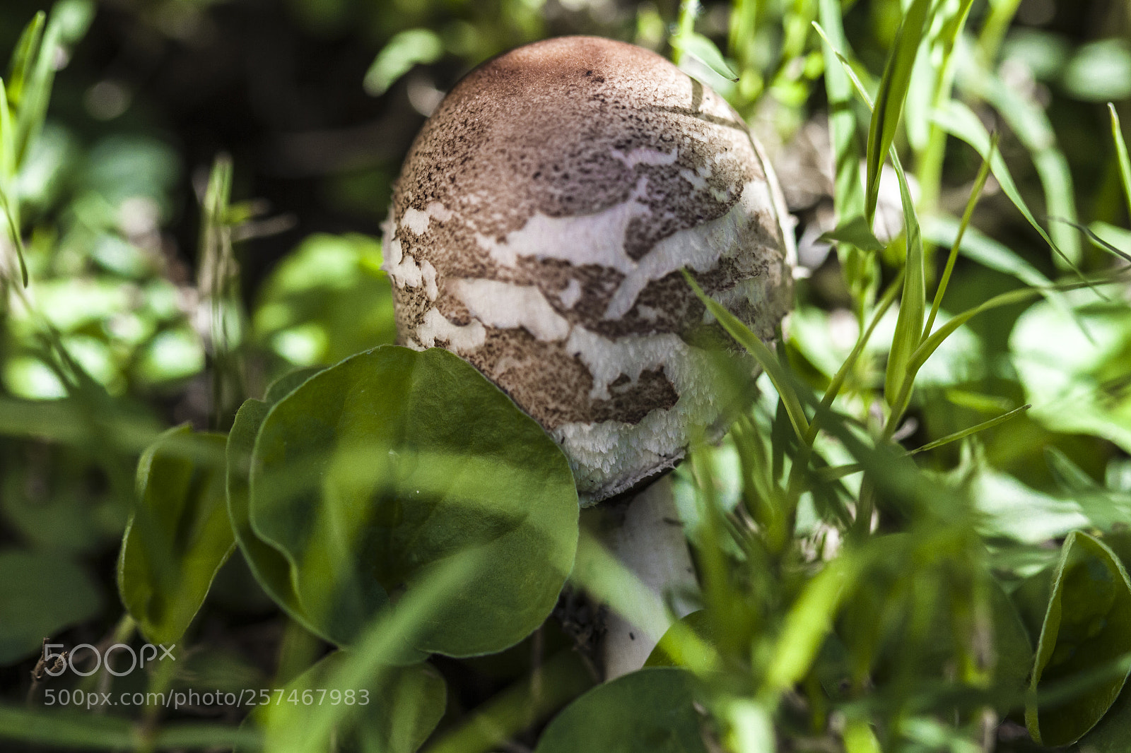 Canon EOS 7D sample photo. Fungus photography