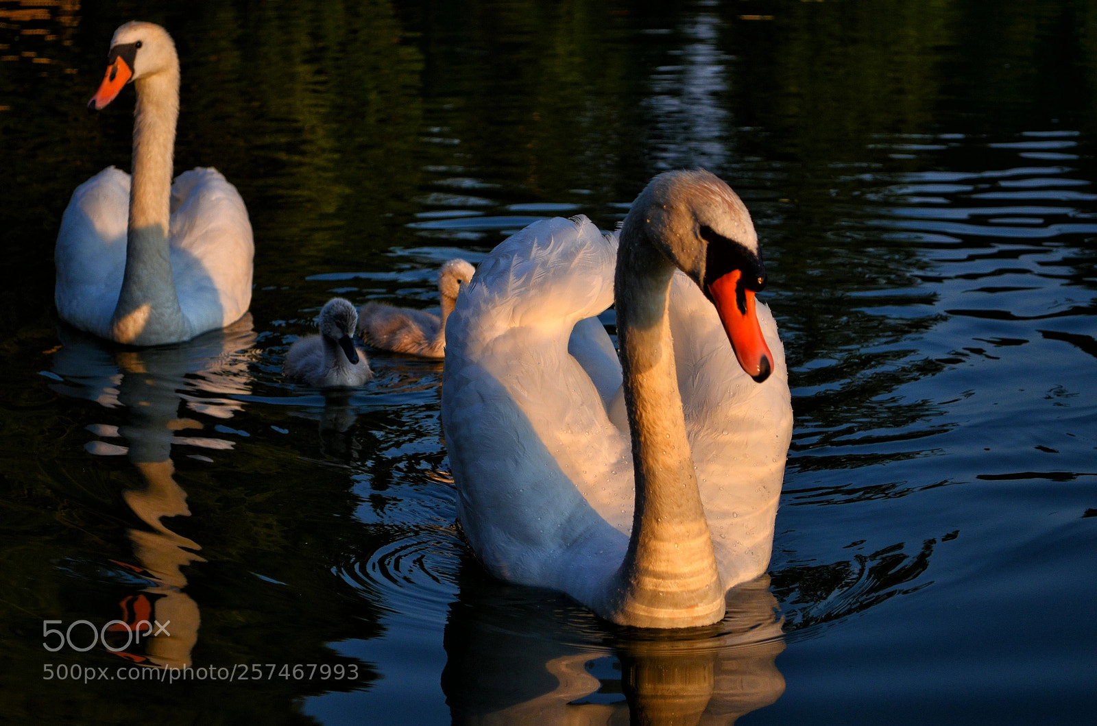 Nikon D5100 sample photo. Swans photography