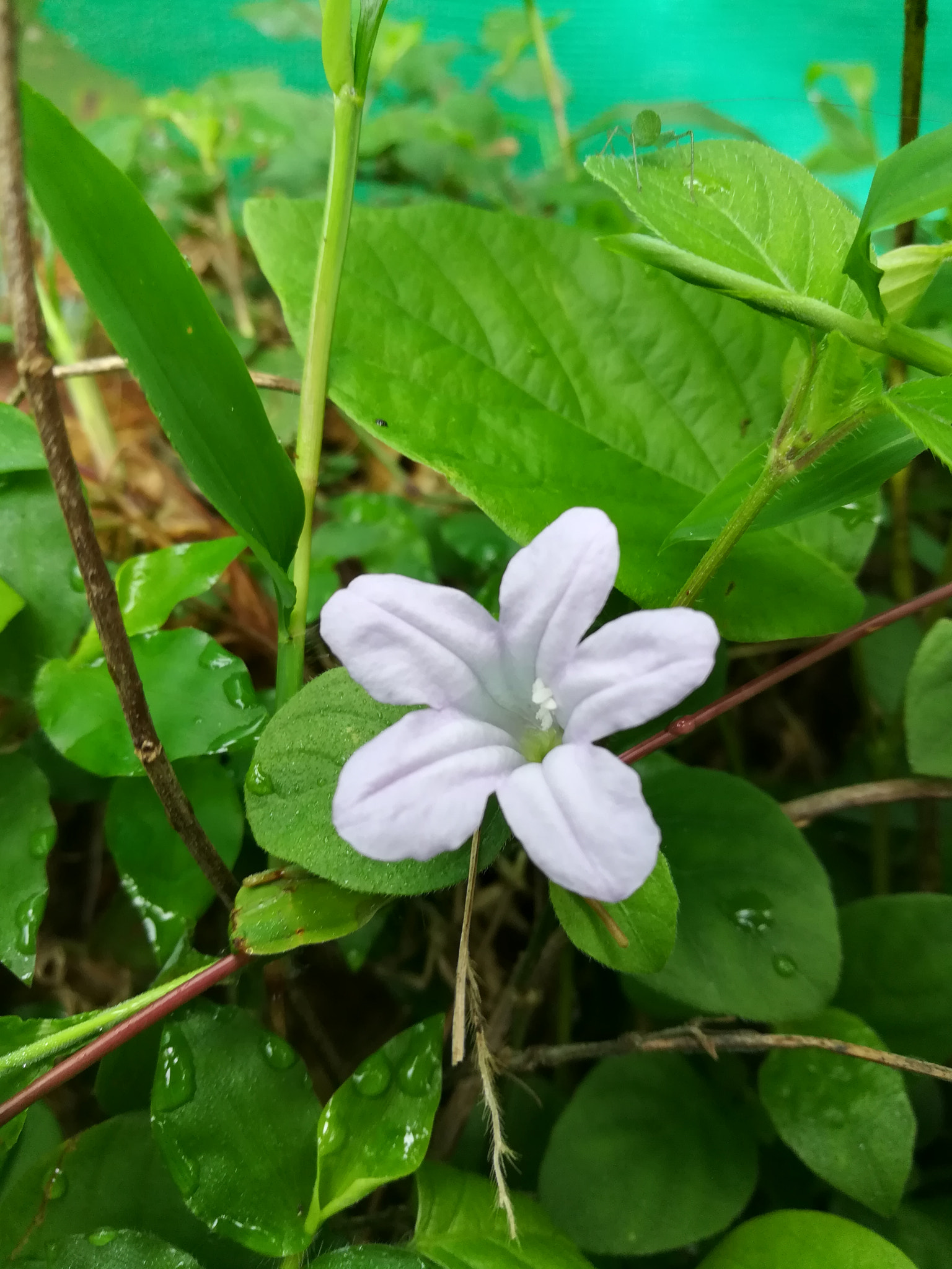 HUAWEI honor 6x sample photo