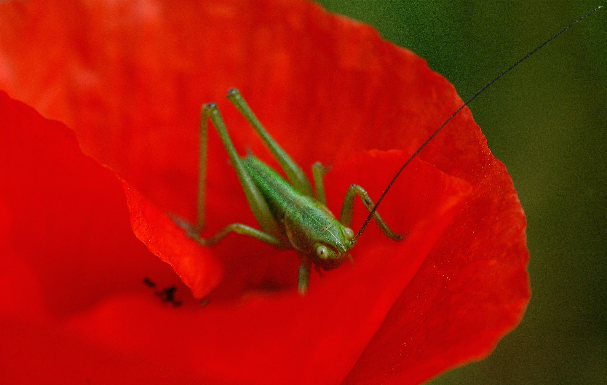 Nikon D70 + Sigma 105mm F2.8 EX DG Macro sample photo. Cavalletta photography