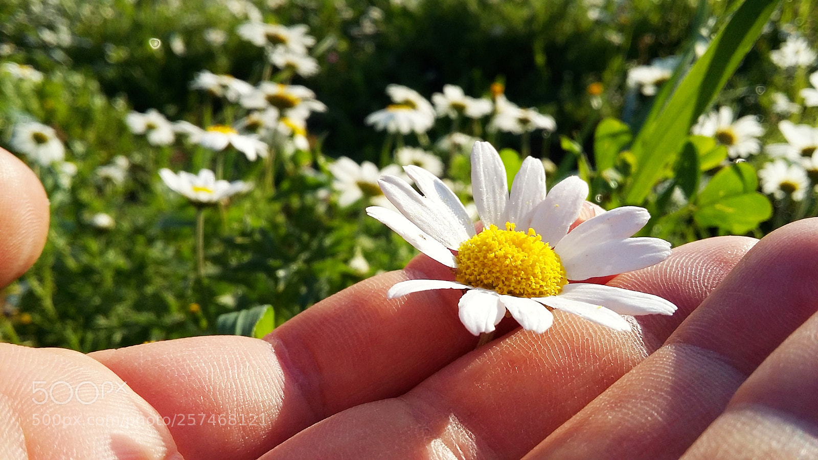 Samsung Galaxy Grand Prime sample photo. Star photography