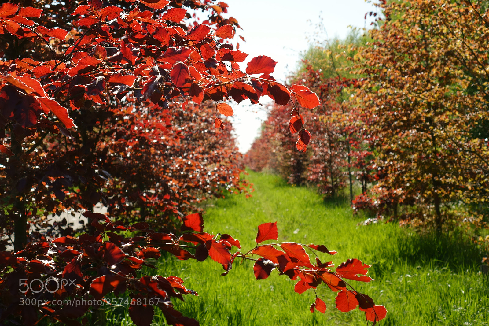 Sony Cyber-shot DSC-RX10 sample photo. Hedgerow of beech-trees photography
