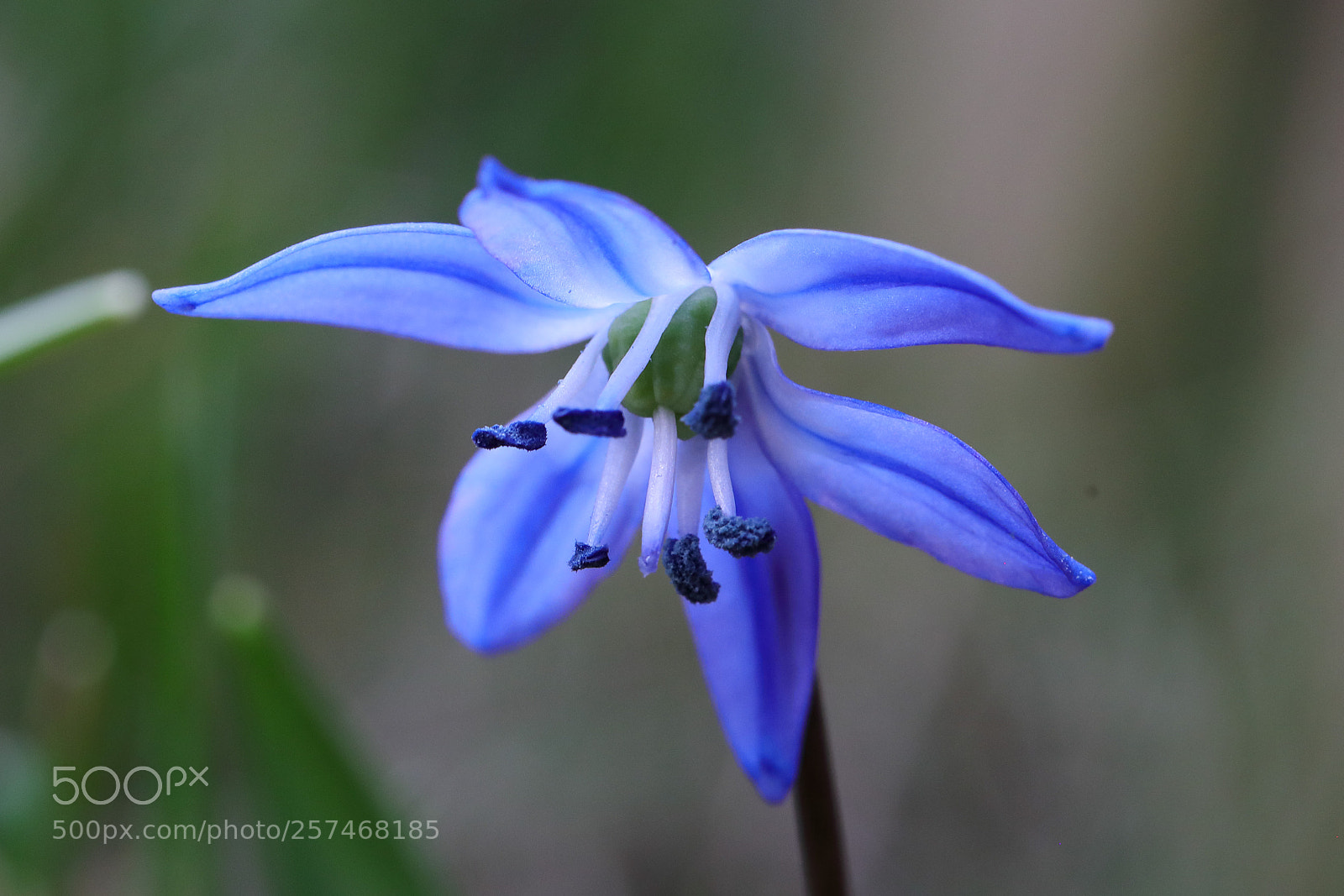 Canon EOS 5D Mark IV sample photo. Siberian squill (sibirischer blaustern) photography