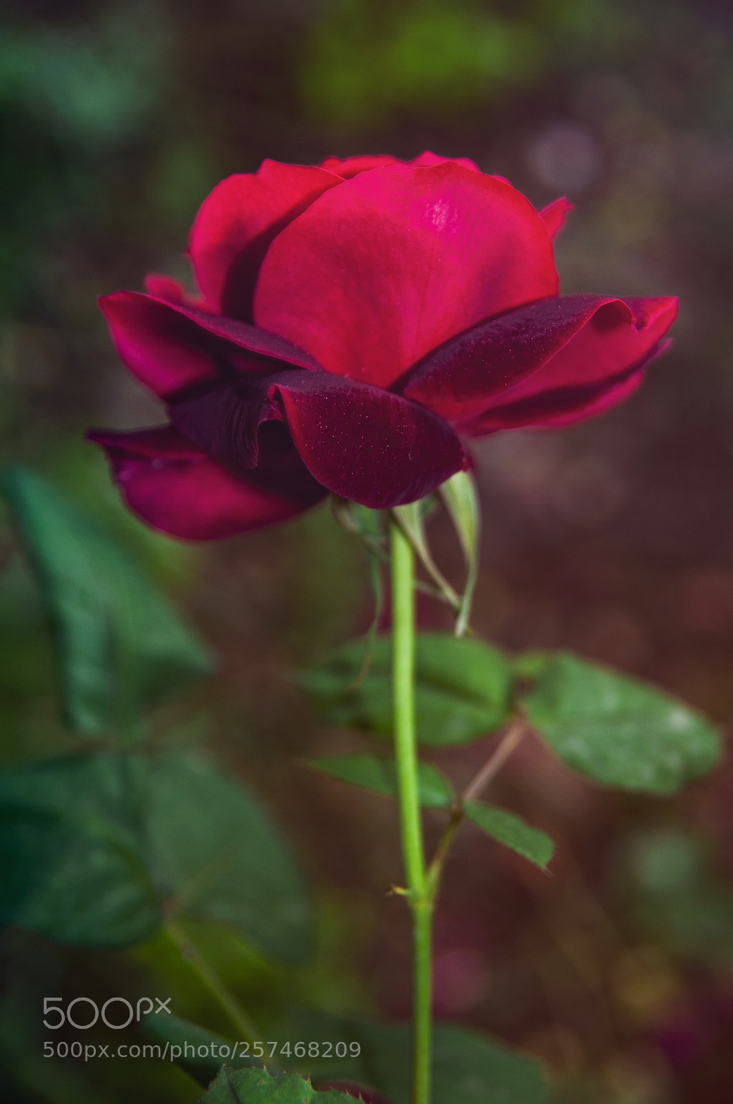 Nikon D90 sample photo. Colour photography