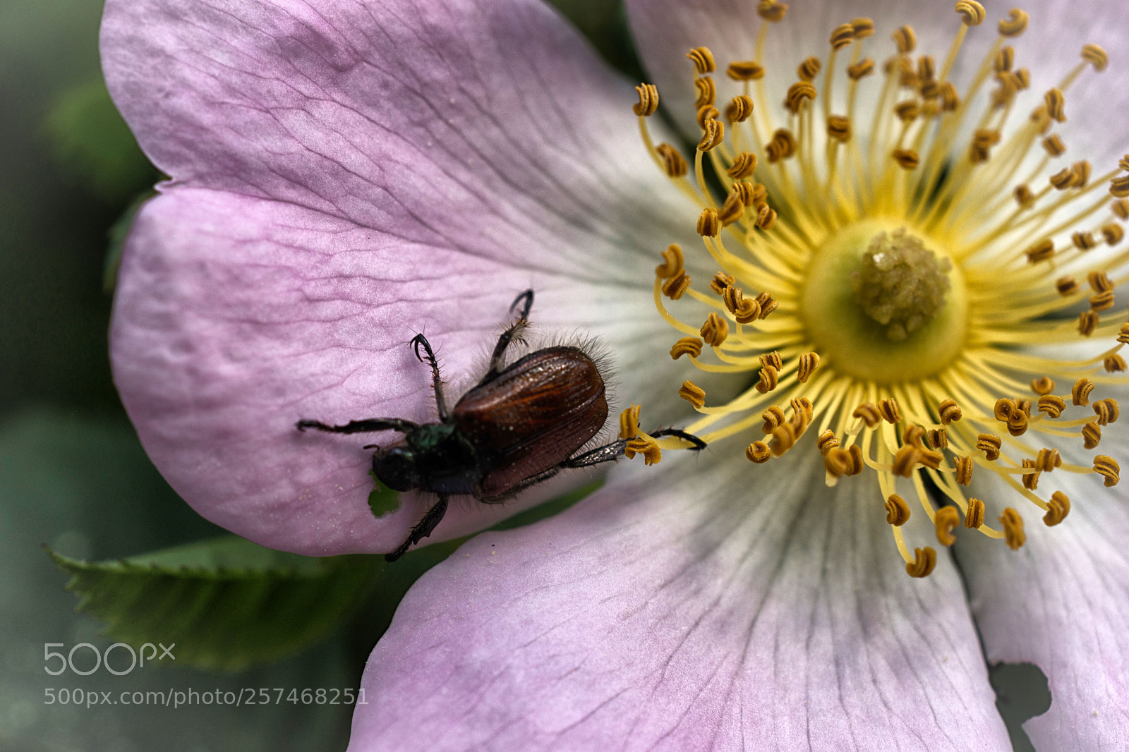 Nikon D7200 sample photo. Hundsrose mit käfer photography