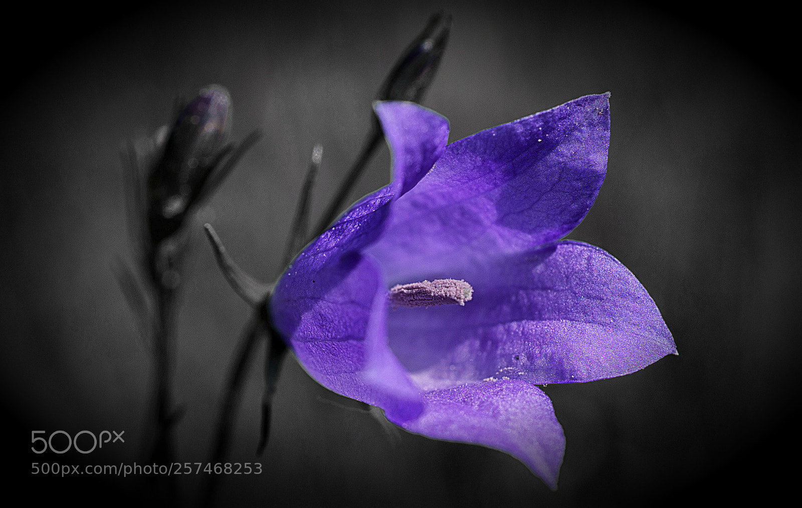 Nikon D7200 sample photo. Glockenblume photography