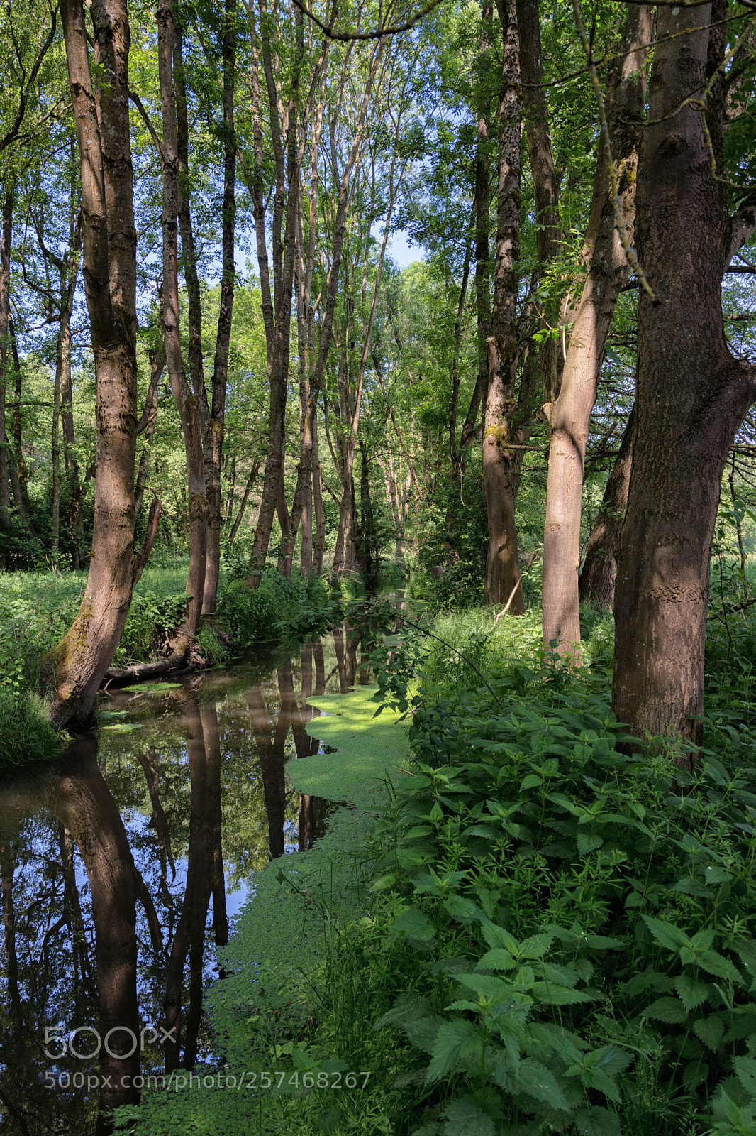 Nikon D7200 sample photo. Am bach photography