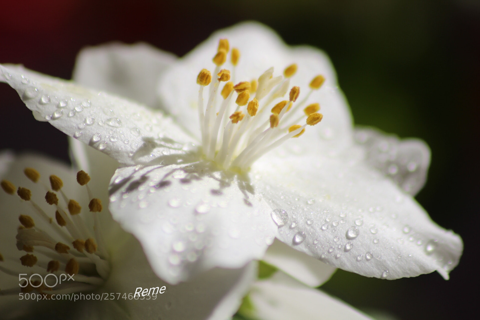 Canon EOS 1300D (EOS Rebel T6 / EOS Kiss X80) sample photo. Flores photography