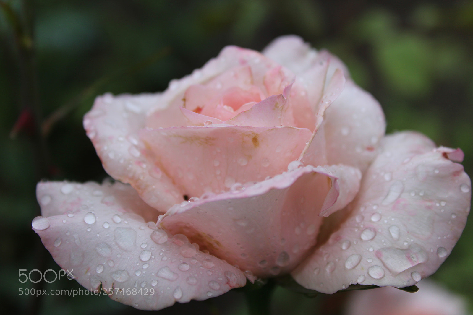 Canon EOS 1300D (EOS Rebel T6 / EOS Kiss X80) sample photo. After the  rain photography