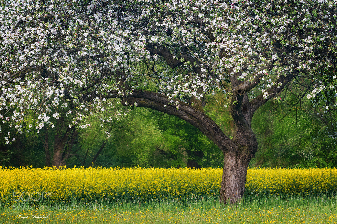 Nikon D7500 sample photo. Blossoming apple tree photography