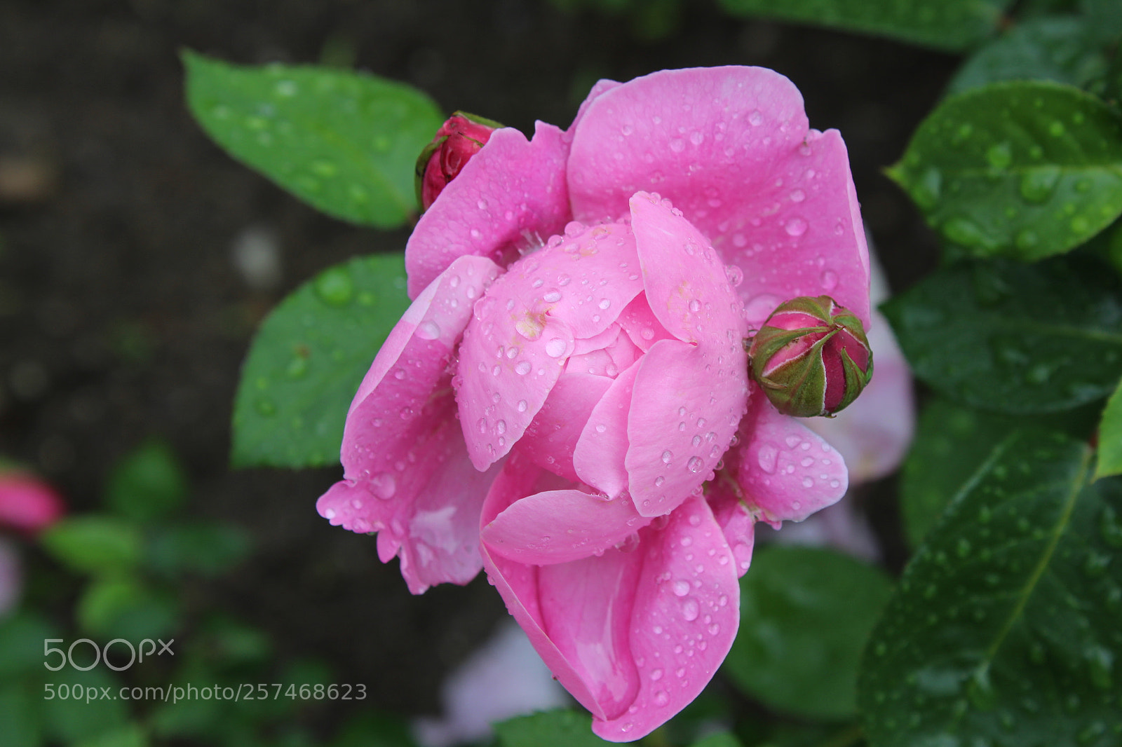 Canon EOS 1300D (EOS Rebel T6 / EOS Kiss X80) sample photo. After the  rain photography