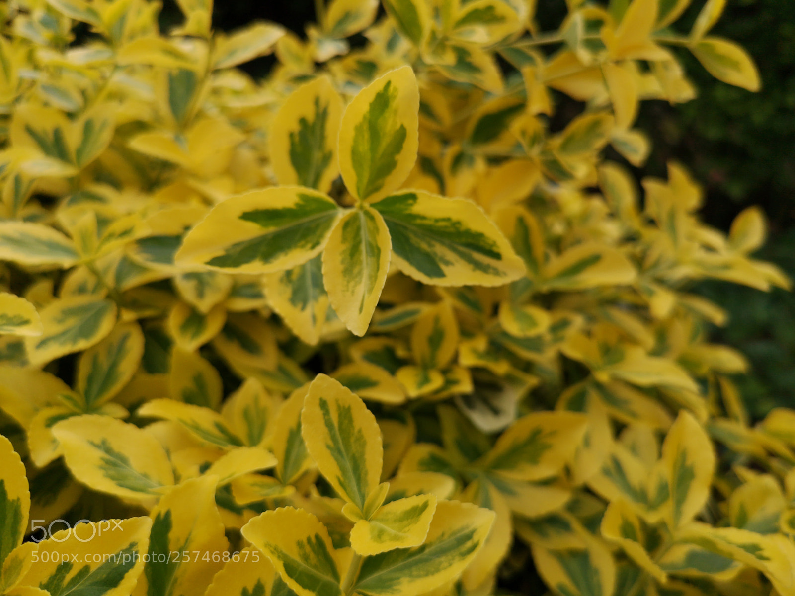 HUAWEI CLT-L29 sample photo. Untitled photography