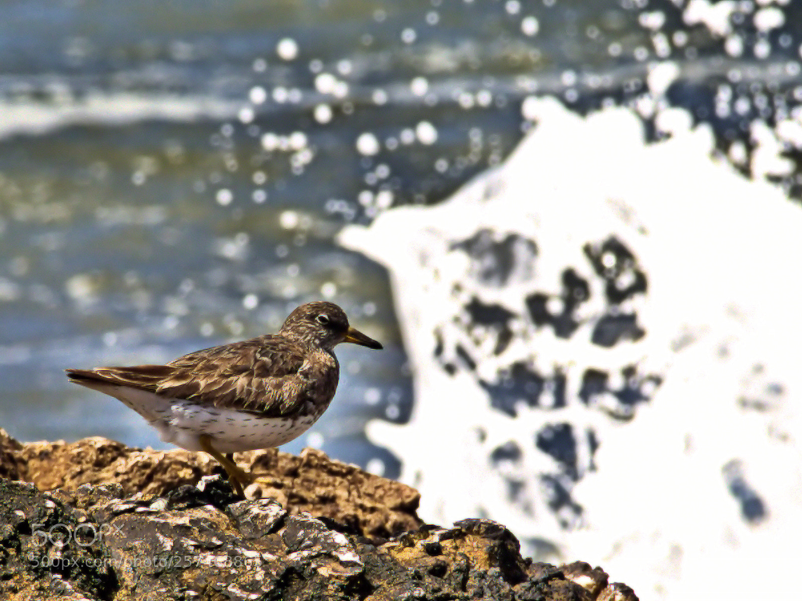Canon EOS 1100D (EOS Rebel T3 / EOS Kiss X50) sample photo. Least sandpiper photography