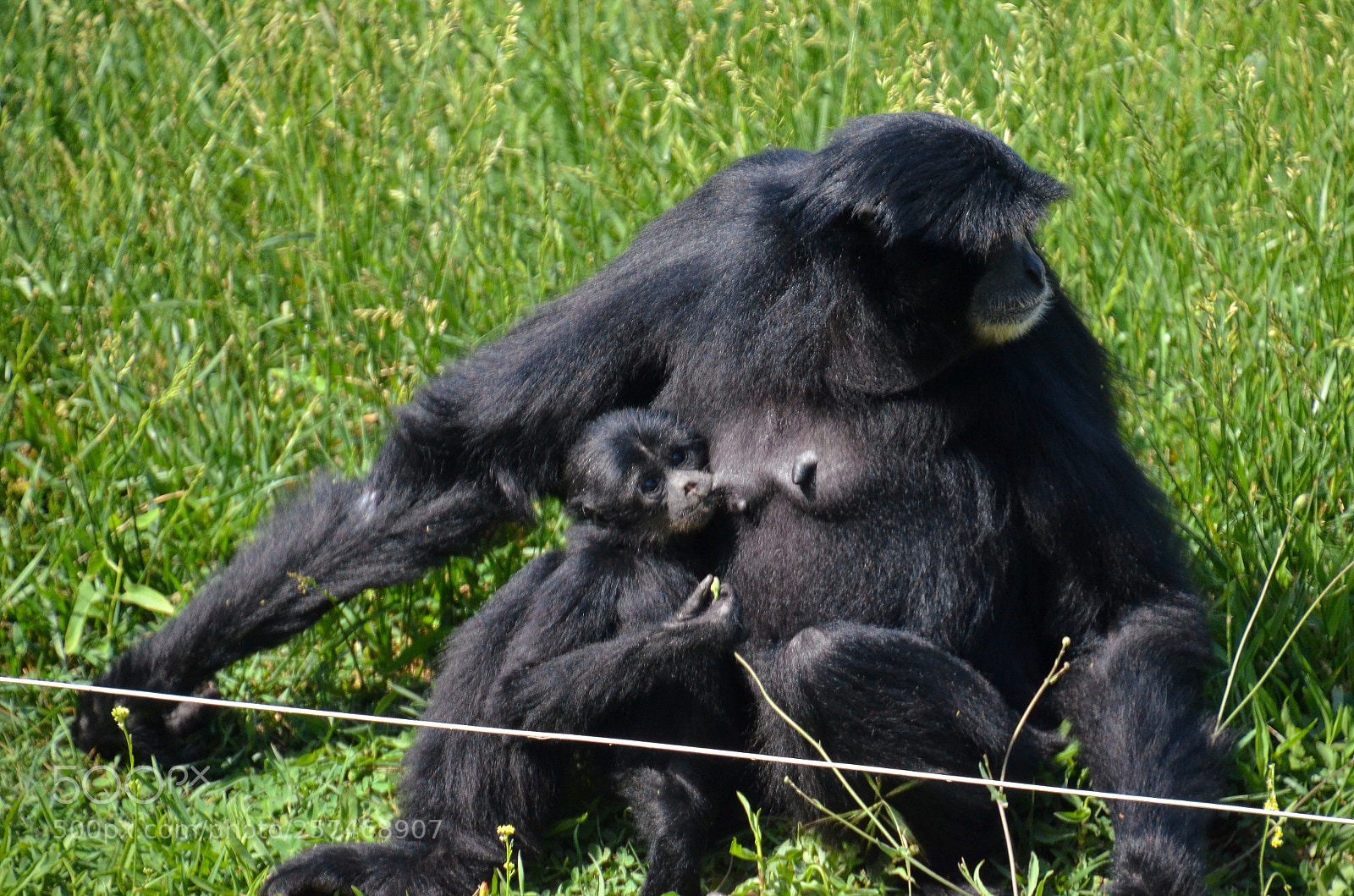 Nikon D7000 sample photo. Breast feeding photography