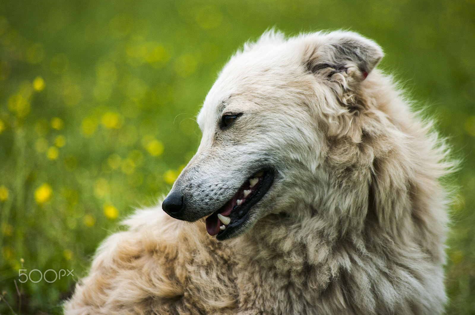 Pentax K20D sample photo. Dog and spring photography