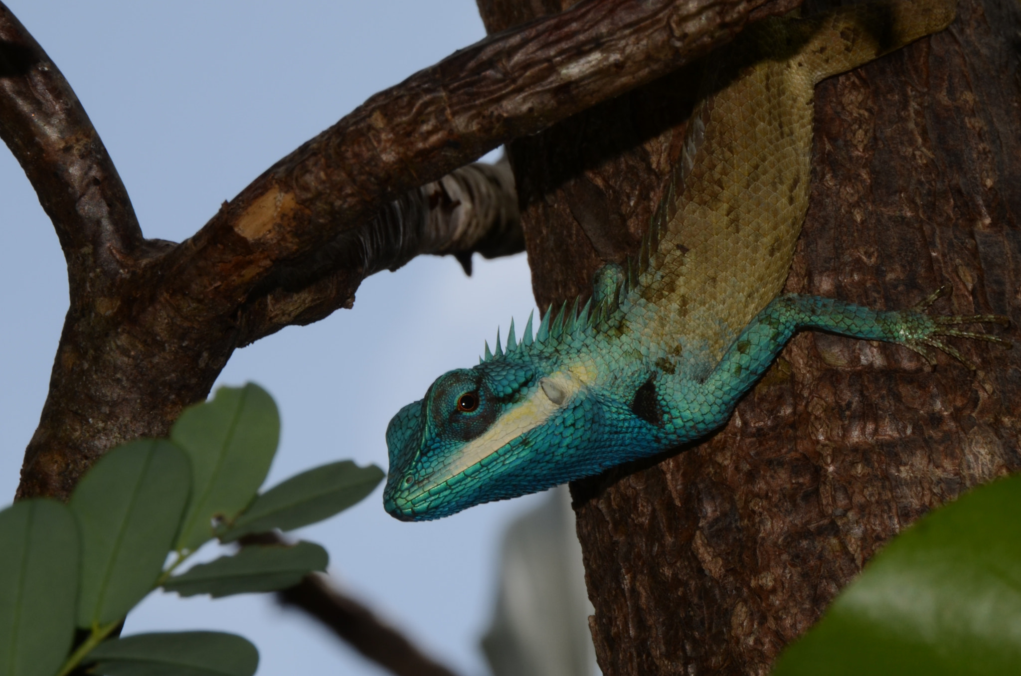 Nikon D5100 sample photo. Azure blue photography