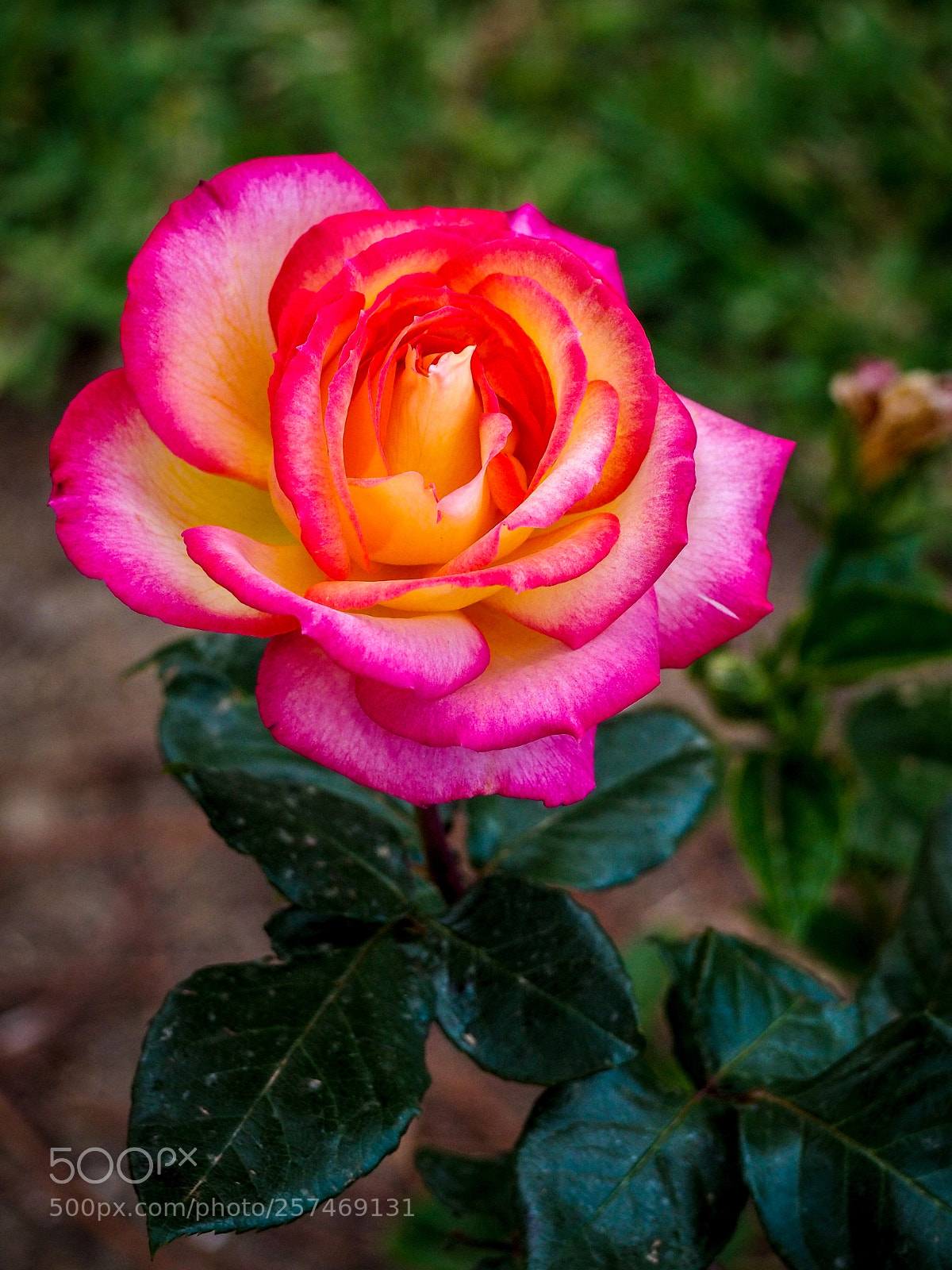 Olympus OM-D E-M10 sample photo. Rose gloriosa photography