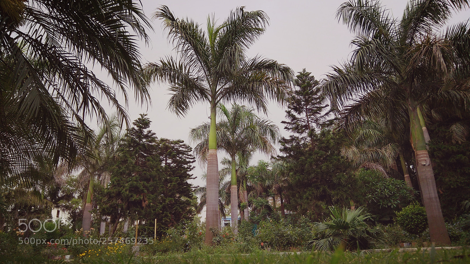 Xiaomi Redmi Note 4 sample photo. Nature trees photography