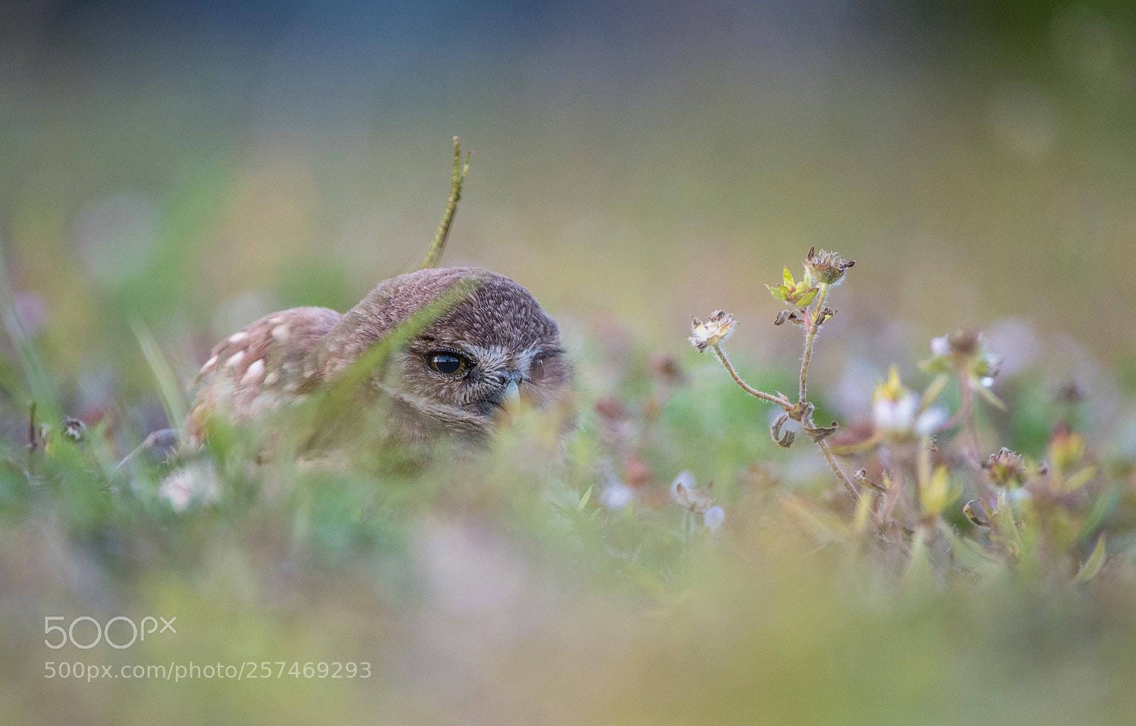 Nikon D500 sample photo. Burrowing owl photography