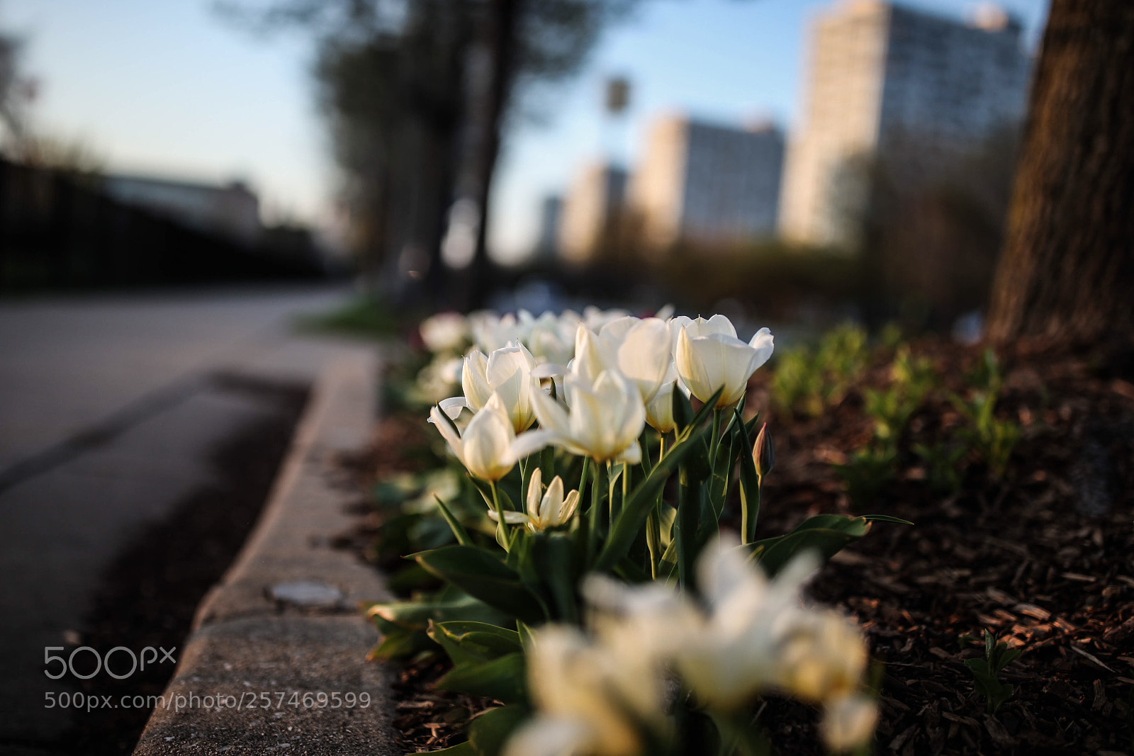 Canon EOS 5D Mark II sample photo. Untitled photography
