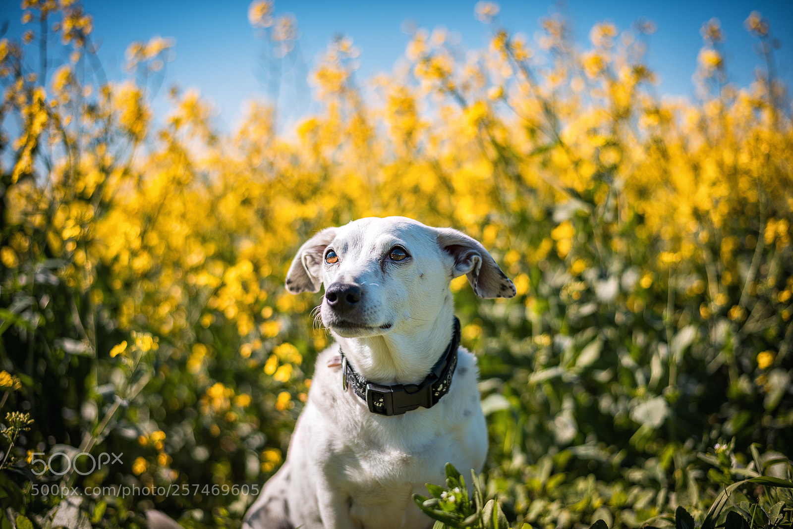 Nikon D810 sample photo. Summer coming photography