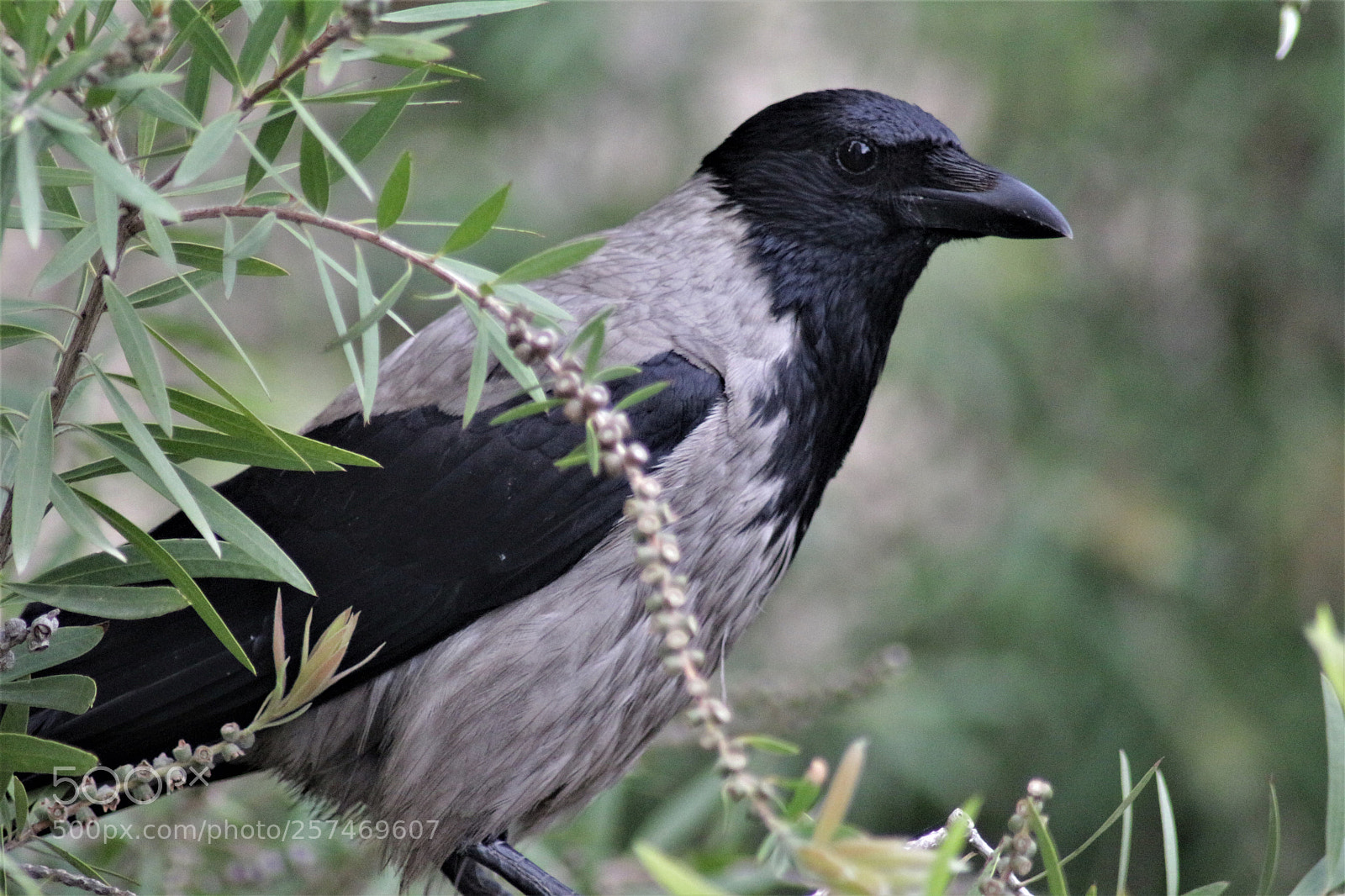 Canon EOS 700D (EOS Rebel T5i / EOS Kiss X7i) sample photo. Crow on the tree photography