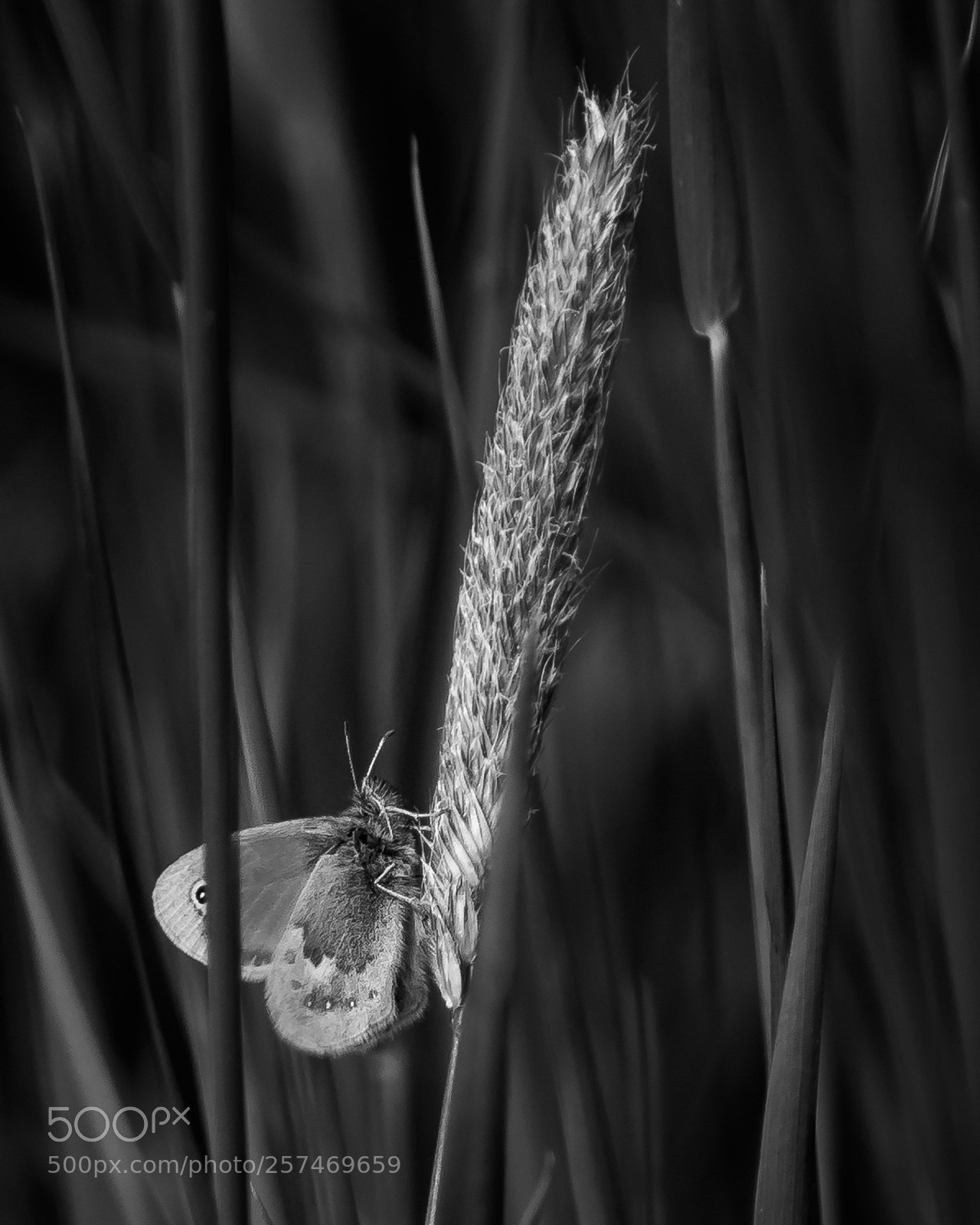 Nikon D7200 sample photo. Papillon photography