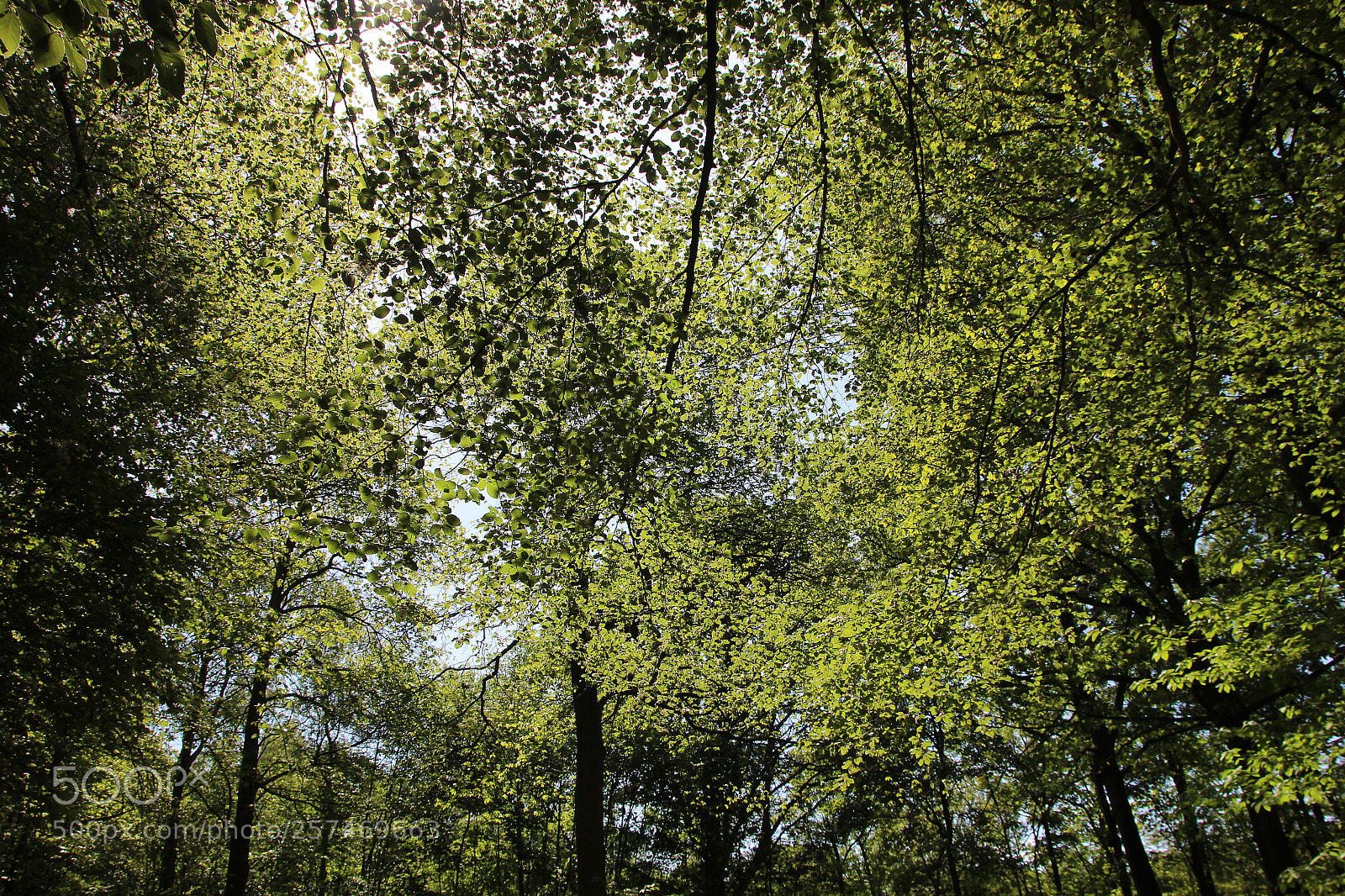 Canon EOS 600D (Rebel EOS T3i / EOS Kiss X5) sample photo. Green canopy photography