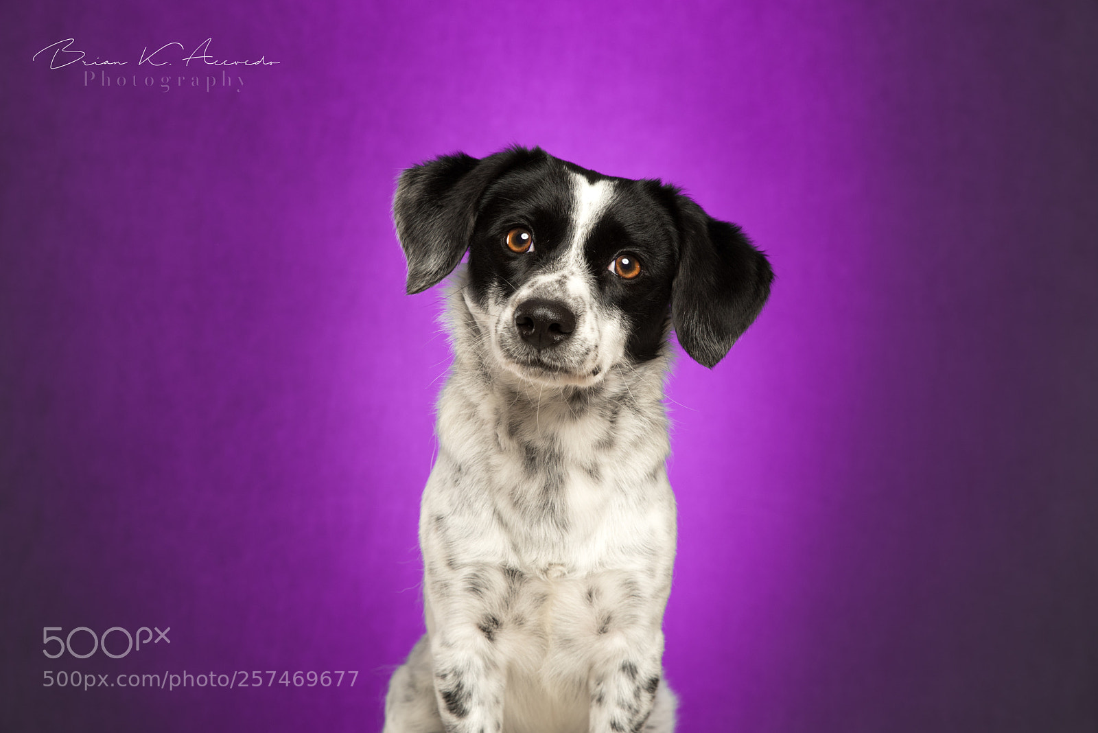 Nikon D750 sample photo. Chupi' studio portrait photography
