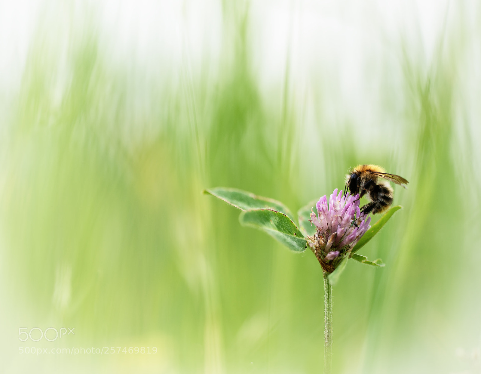 Nikon D750 sample photo. Trifolium pratense photography