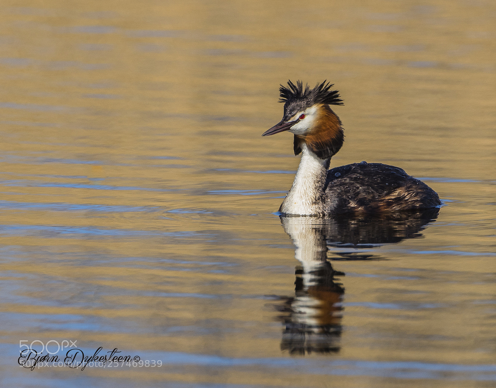 Canon EOS-1D X Mark II sample photo. Great crested grebe photography