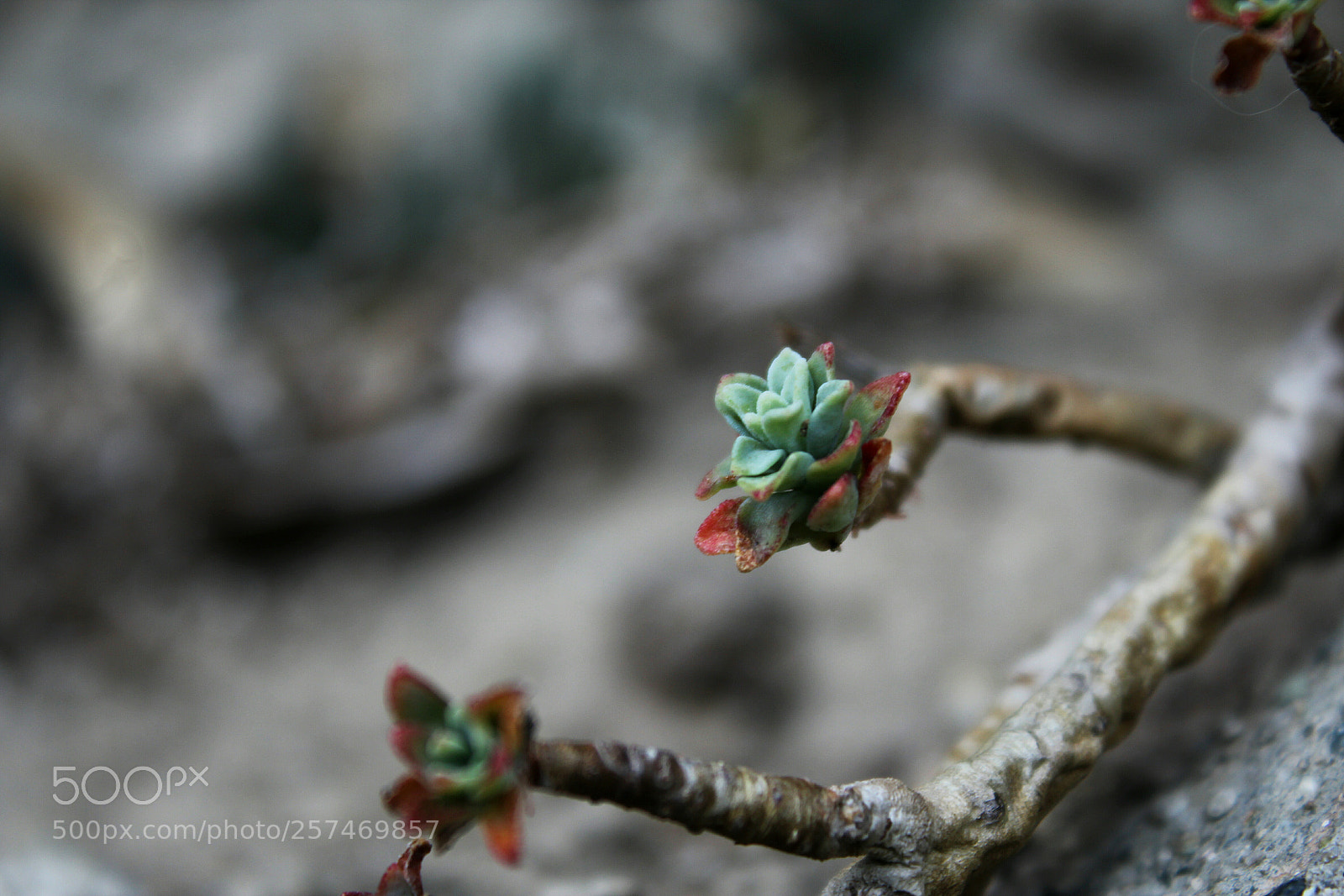 Canon EOS 1200D (EOS Rebel T5 / EOS Kiss X70 / EOS Hi) sample photo. Some green photography