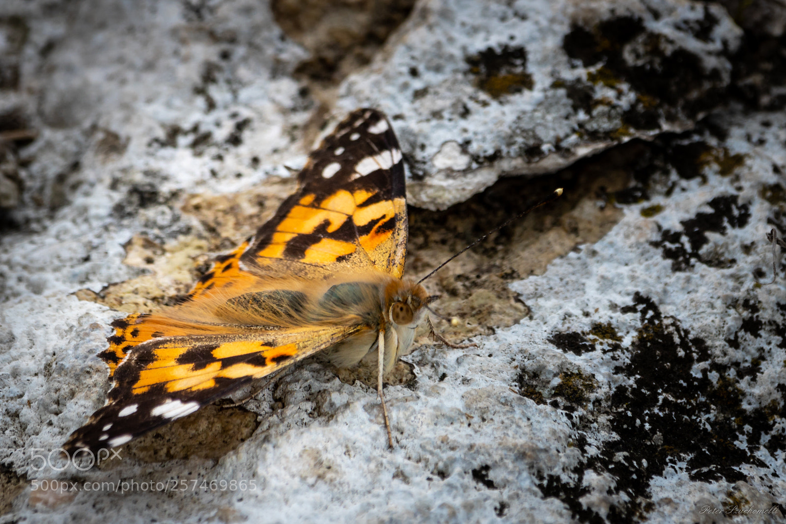 Canon EOS 750D (EOS Rebel T6i / EOS Kiss X8i) sample photo. Schmetterling im fels photography