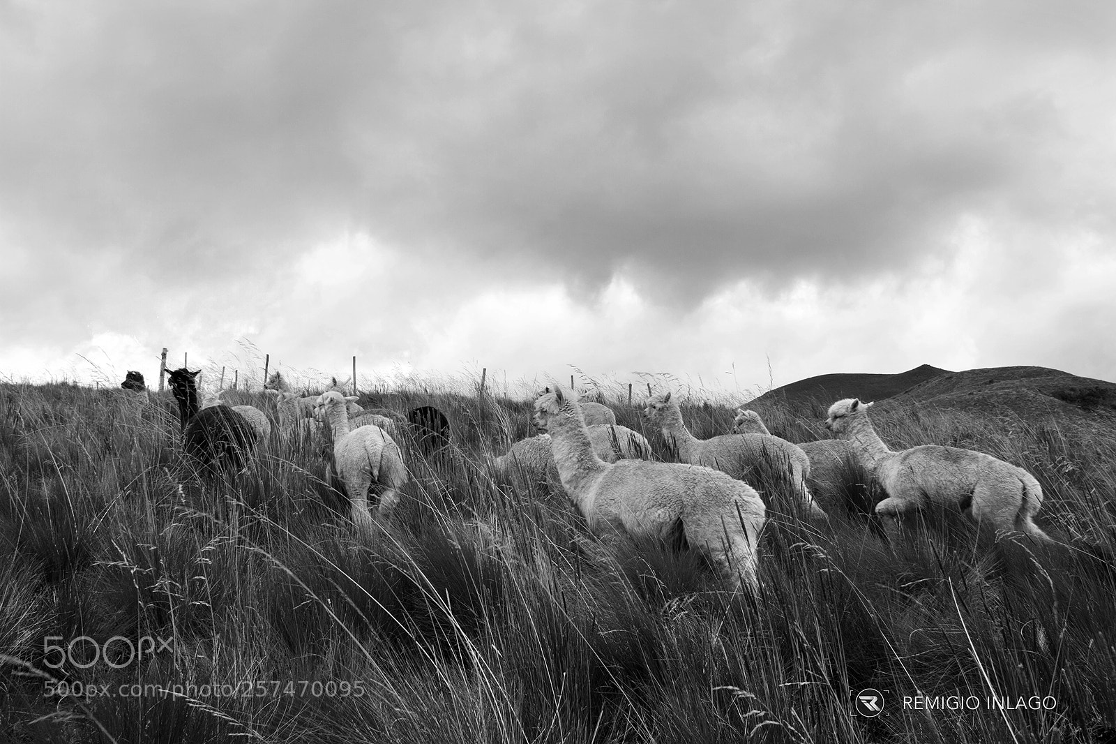 Canon EOS 7D sample photo. Alpacas ecuador photography