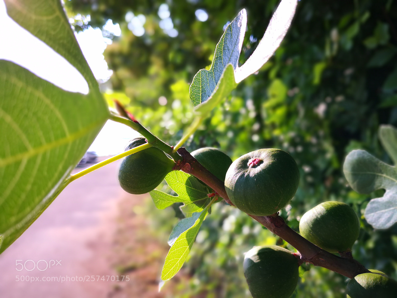 HUAWEI Mate 10 Pro sample photo. Fig on sunshine photography
