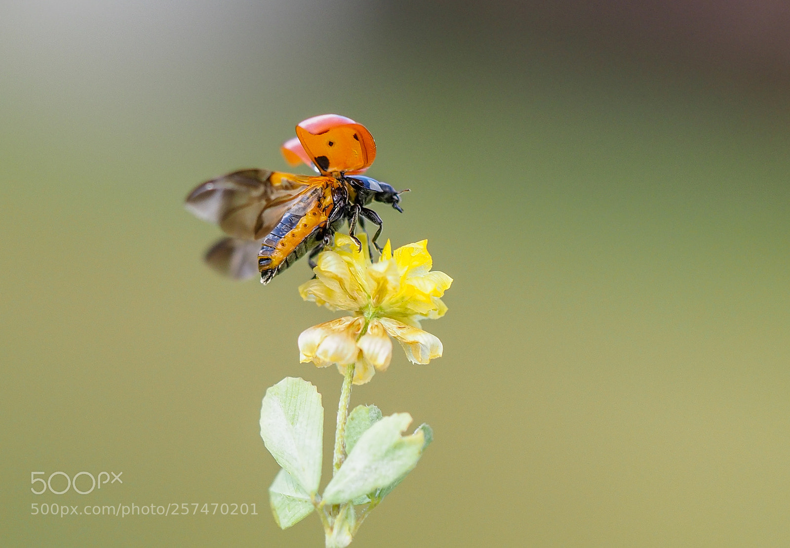 Olympus OM-D E-M1 Mark II sample photo. Ladybug photography