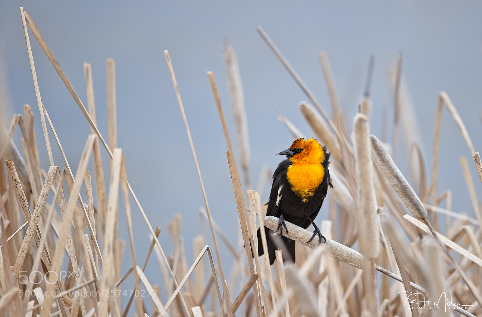 Canon EOS-1D X Mark II sample photo. Yellow-headed blackbird photography