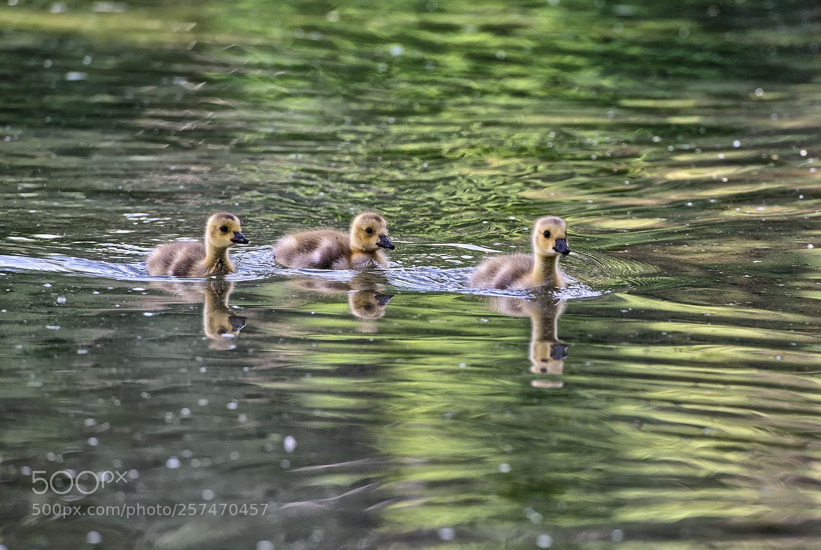 Nikon D800 sample photo. A morning with goslings photography