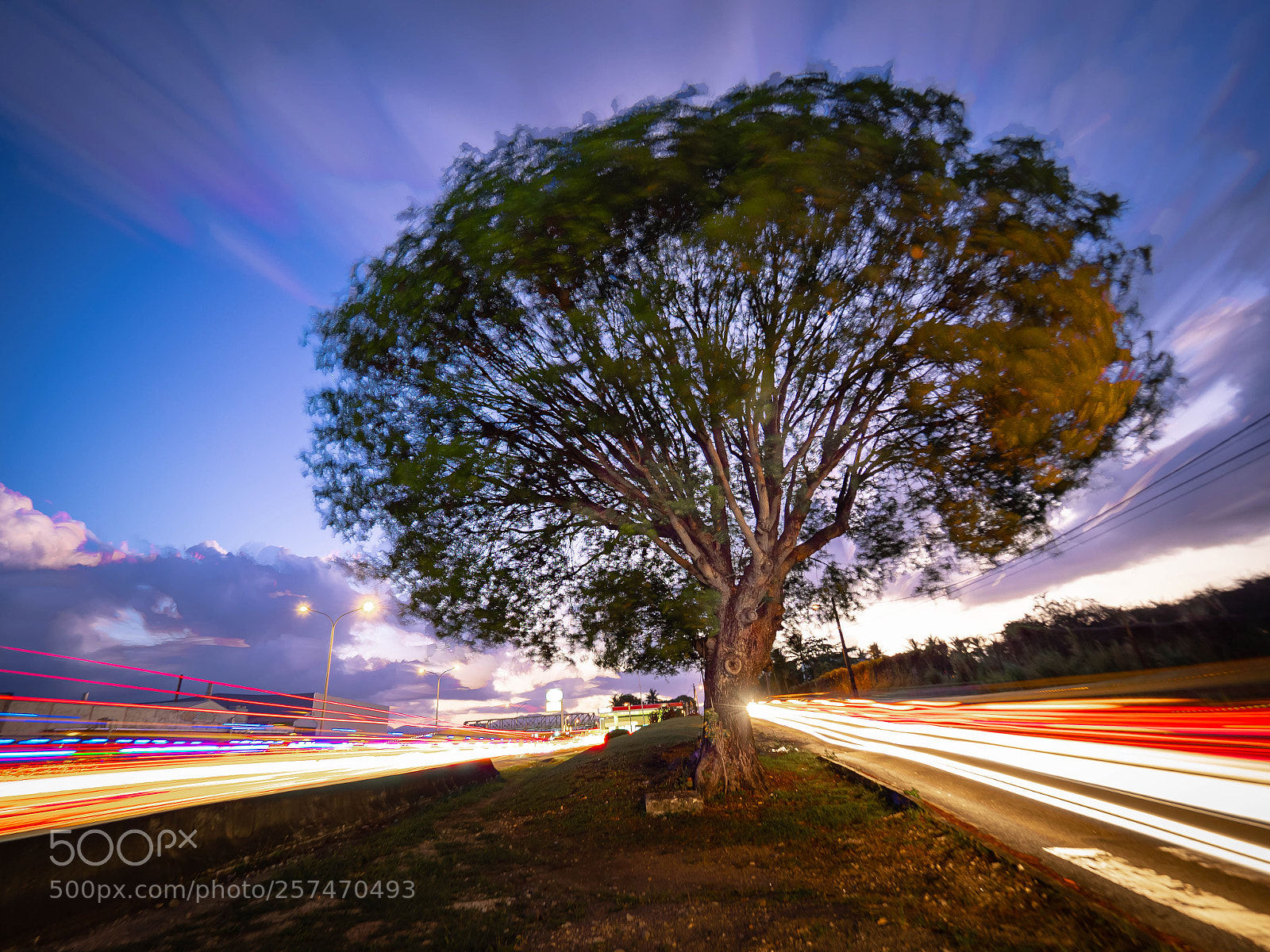 Olympus OM-D E-M1 Mark II sample photo. Tree of road photography
