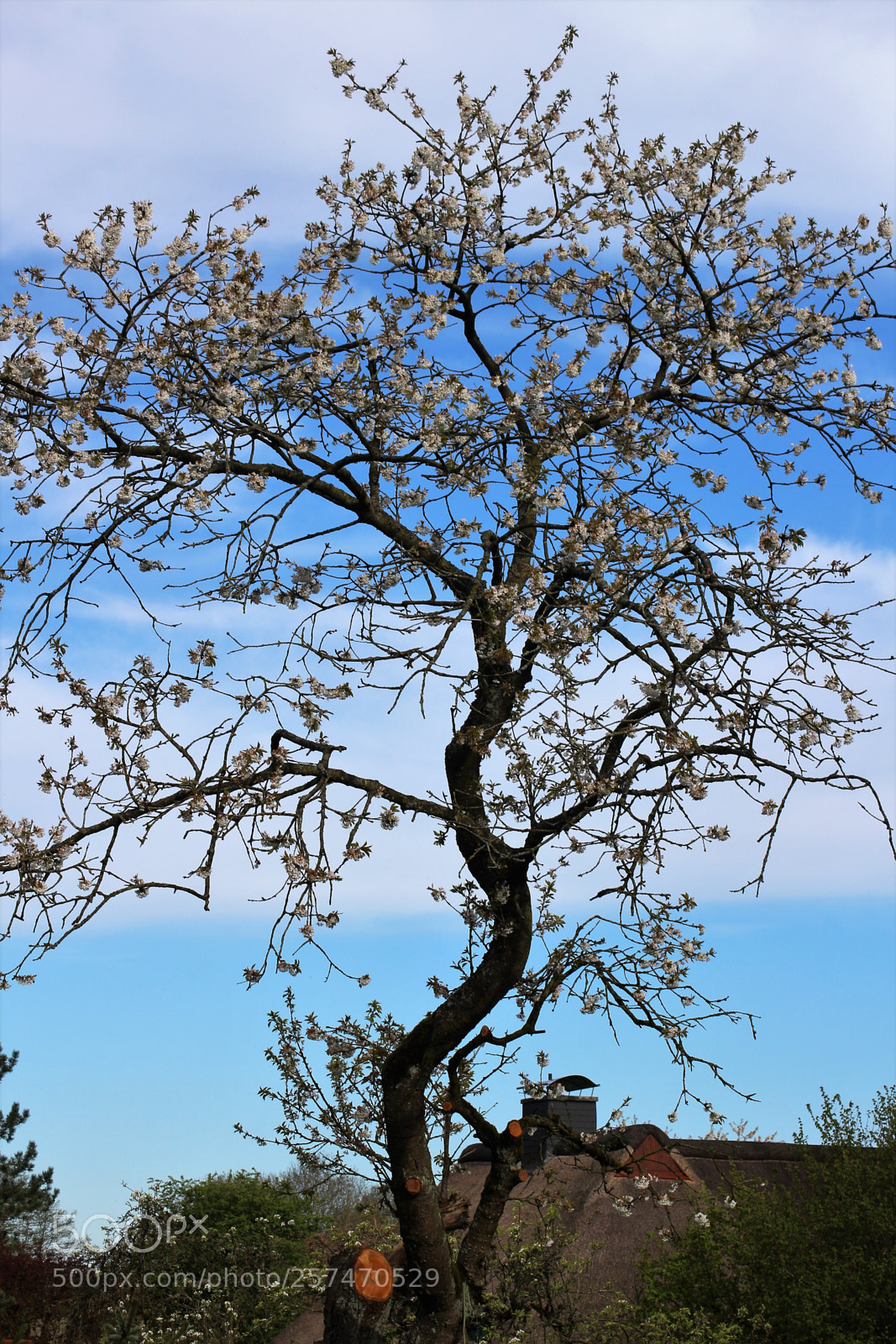 Canon EOS 100D (EOS Rebel SL1 / EOS Kiss X7) sample photo. A silhouette of a photography