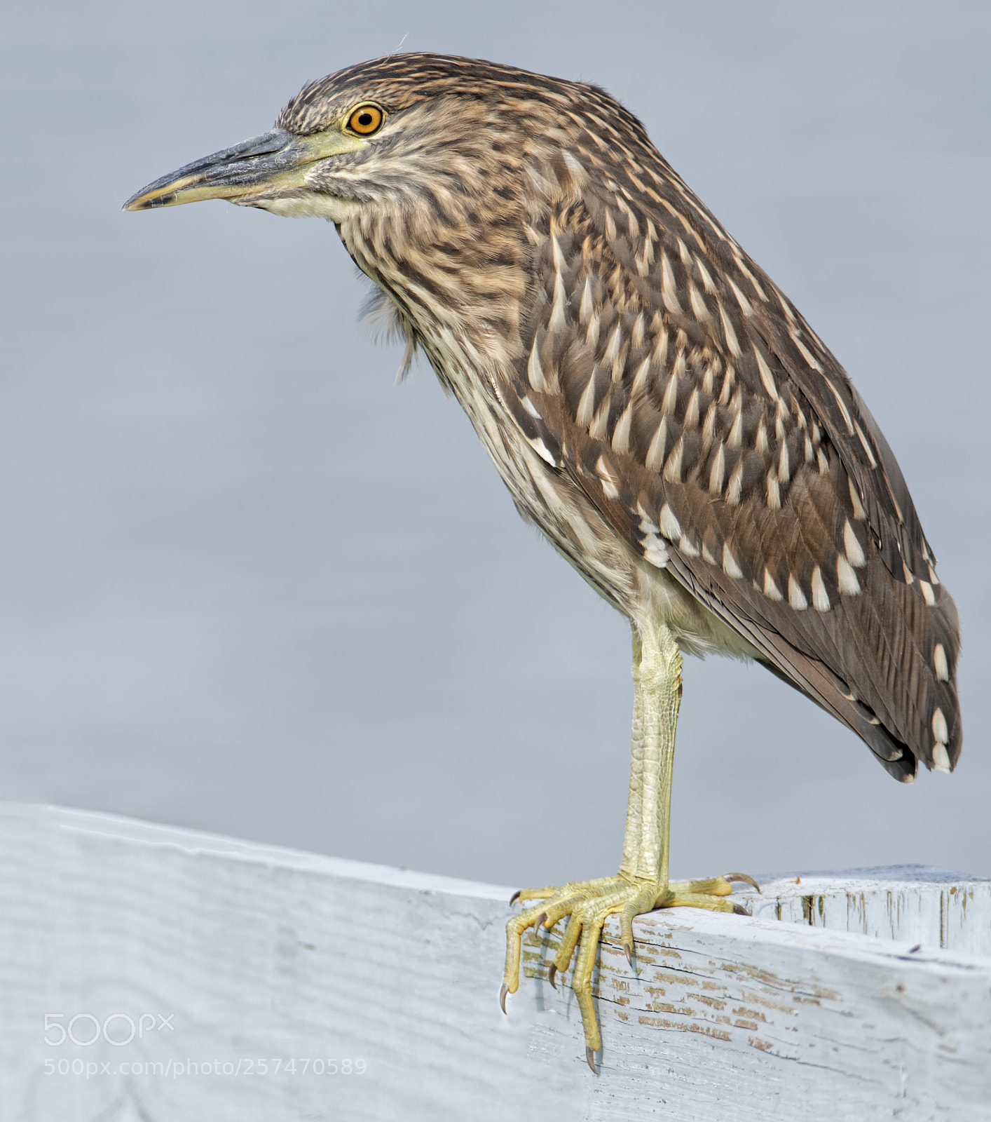 Nikon D500 sample photo. Night heron photography