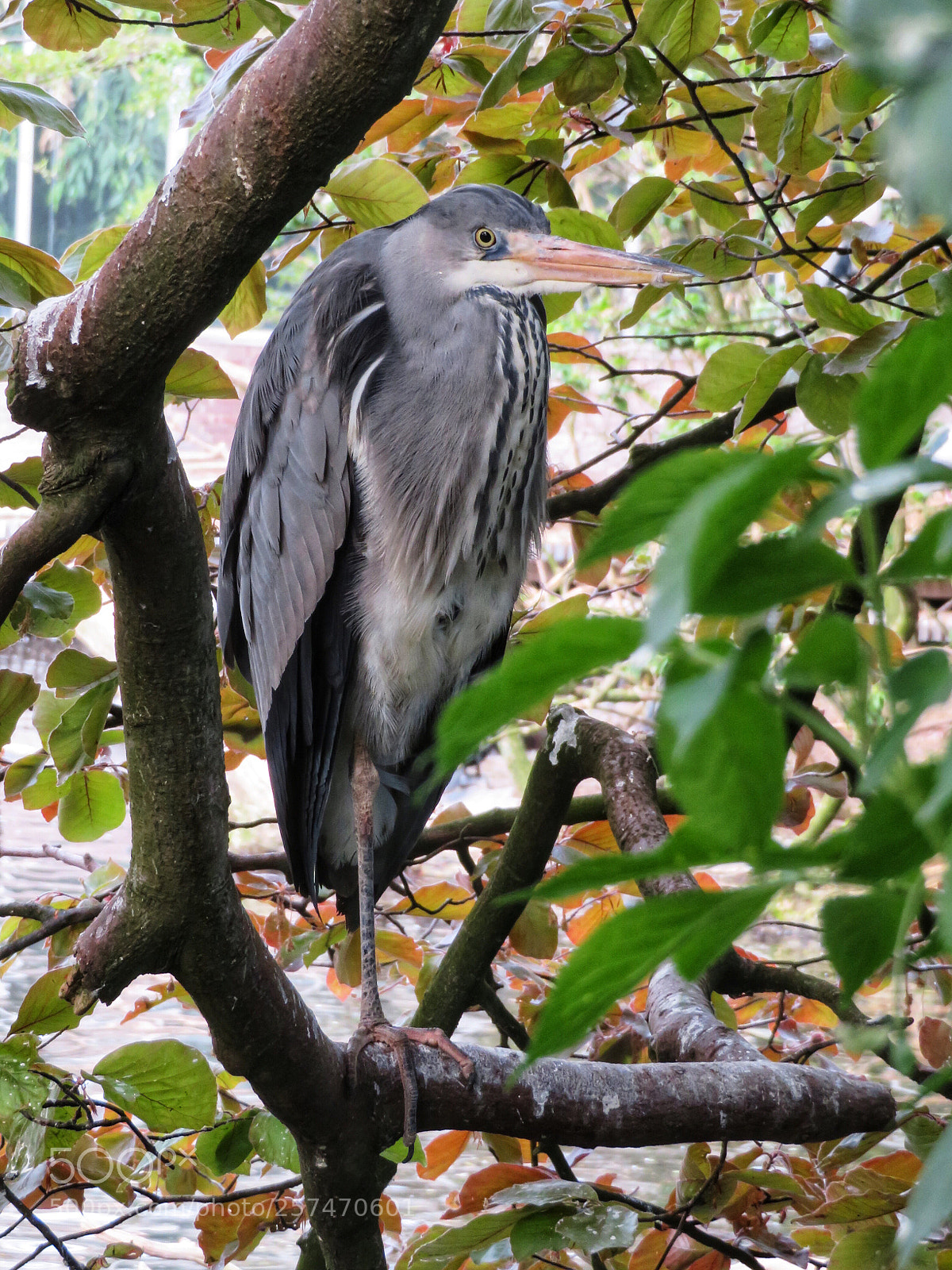 Canon PowerShot SX720 HS sample photo. Grey heron in tree photography