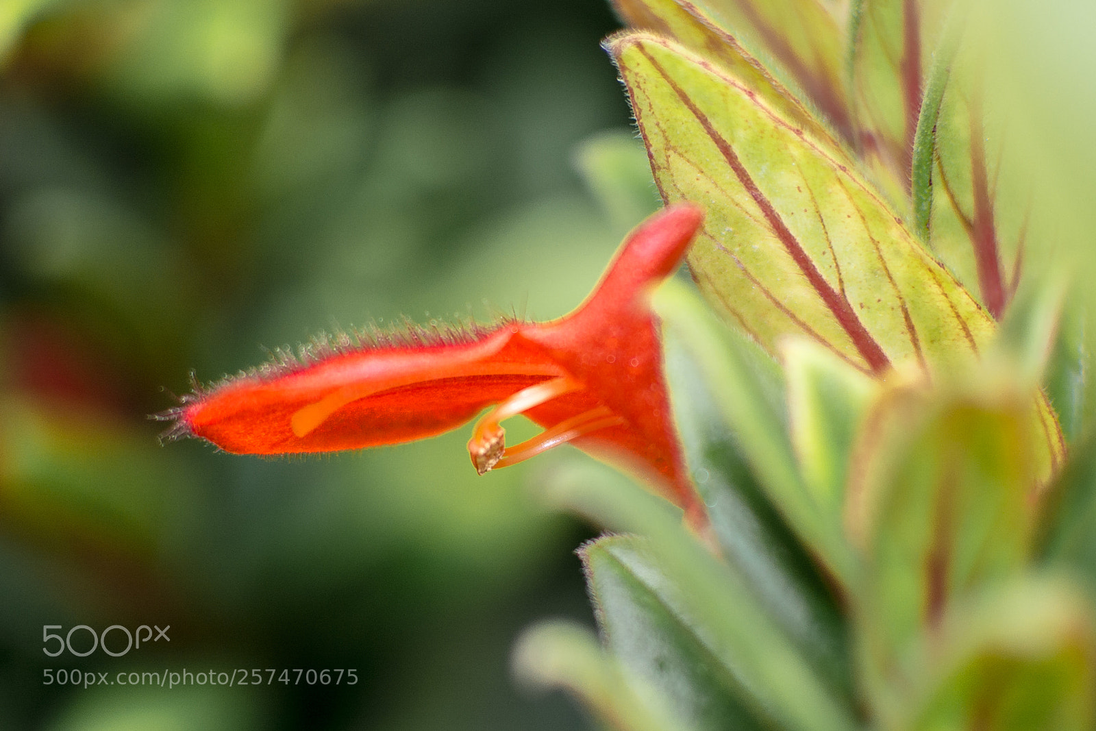 Nikon D5200 sample photo. Red bud opening photography